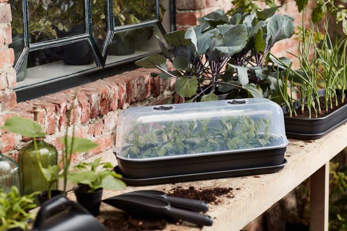 green basics kweektray l living black